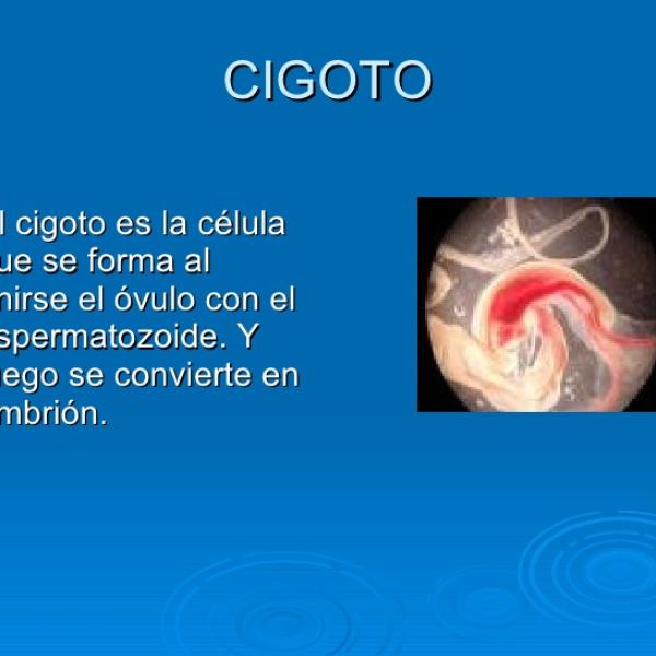 Definición de Cigoto
