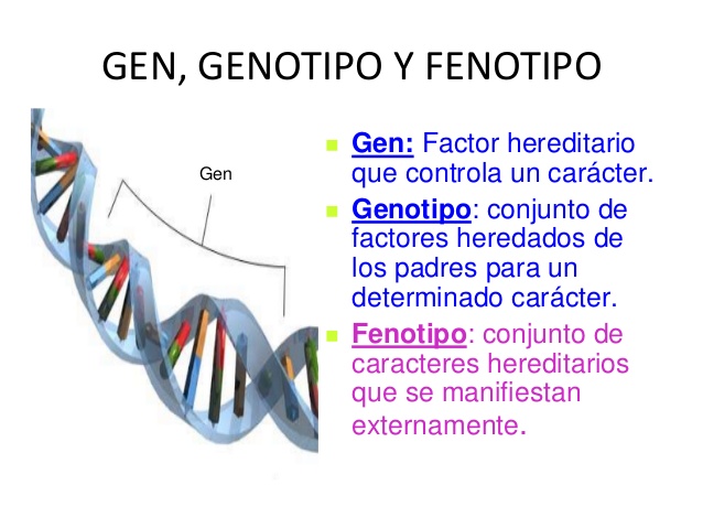 ¿Qué es genotipo y fenotipo en biologia?