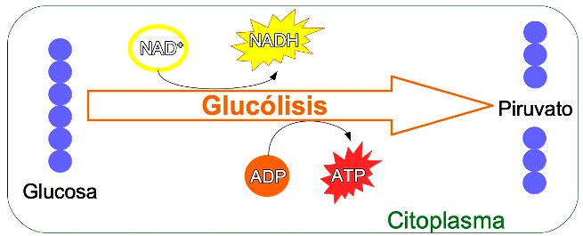 ¿Cuál es el significado de la glucólisis?