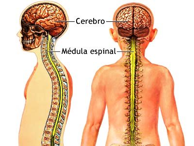 Definición de Médula espinal