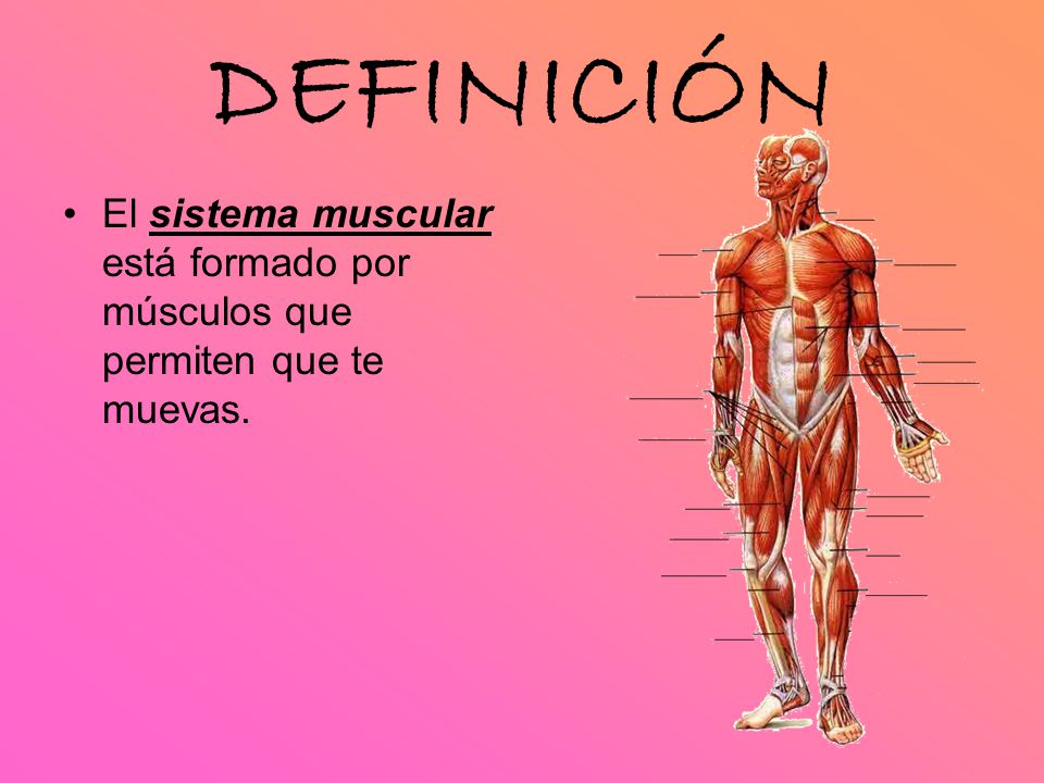 definicion-de-musculos-1
