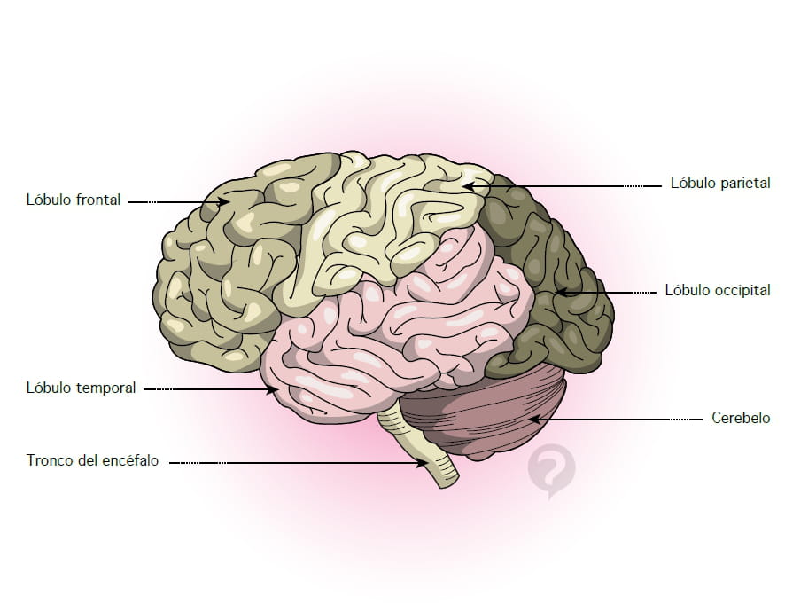 ¿Qué es el cerebelo y sus partes?
