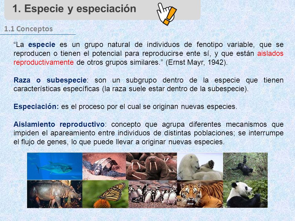 ¿Cuál es el concepto de especiación?