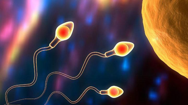 ¿Qué significa fertilidad y fértil?