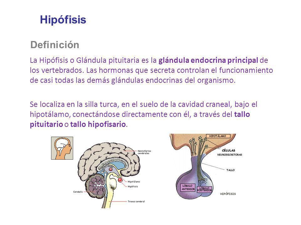 ¿Qué es la hipófisis y cuál es su función?
