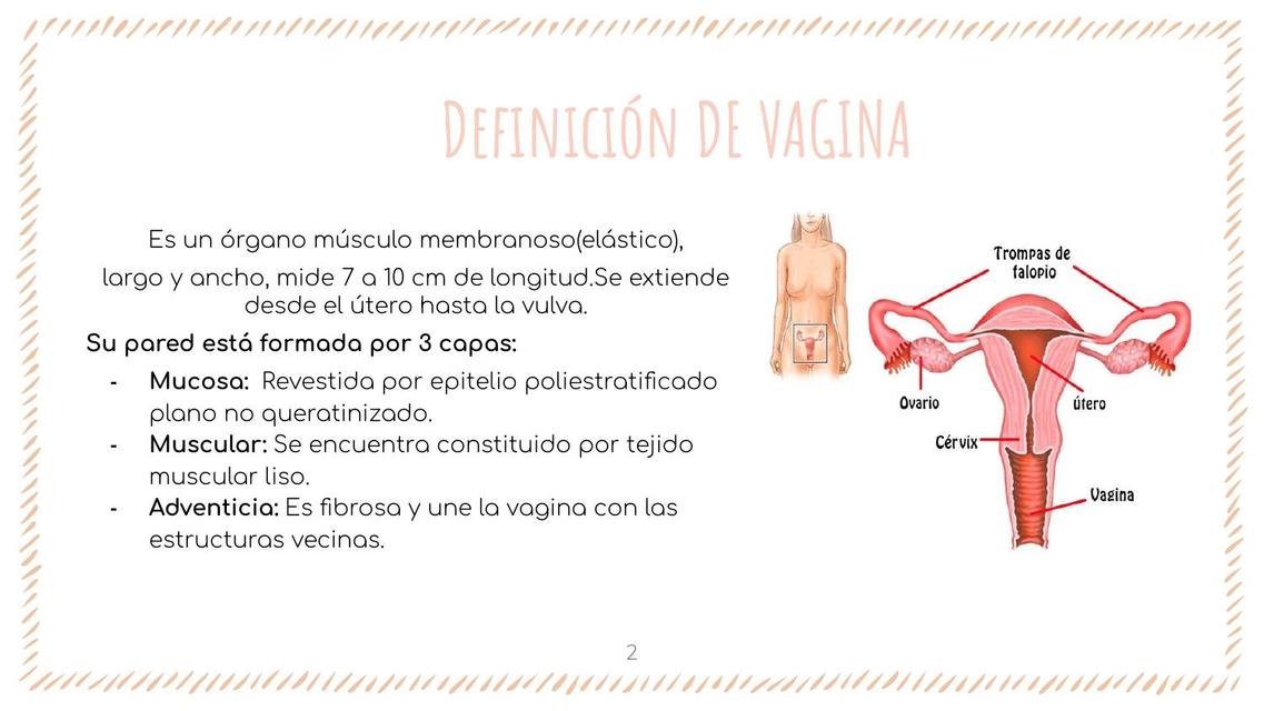 definicion-de-vagina-1