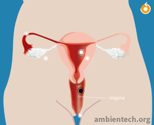 definicion-de-vagina-2