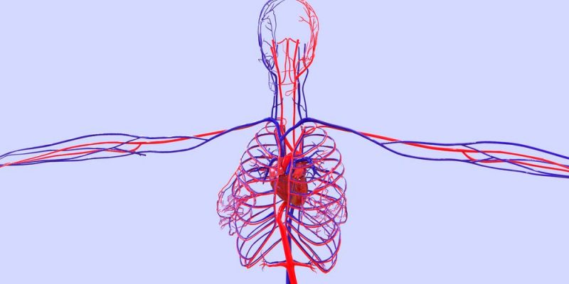 ¿Qué es una vena y una arteria?