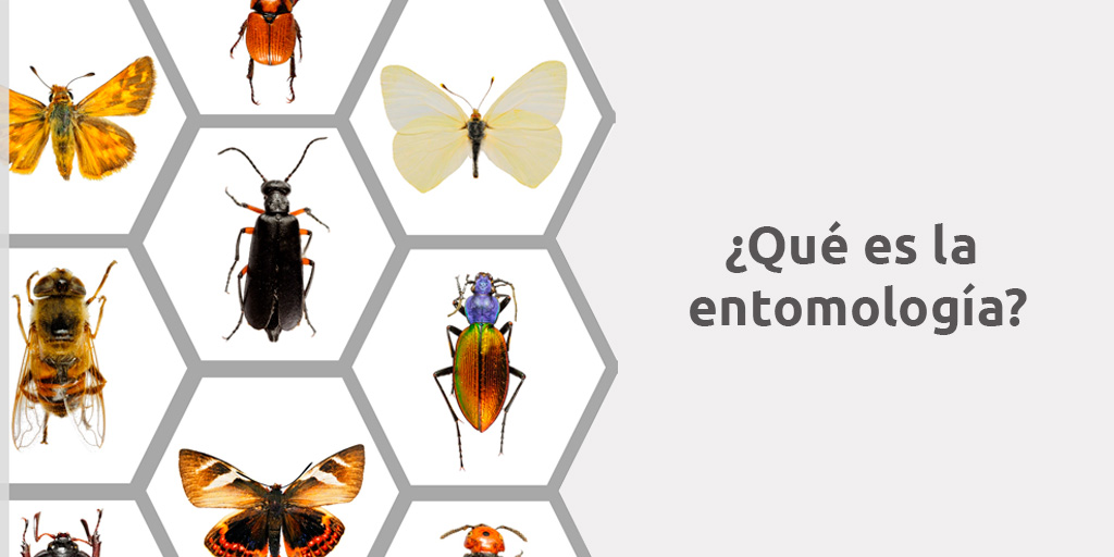 ¿Qué significa la entomología?