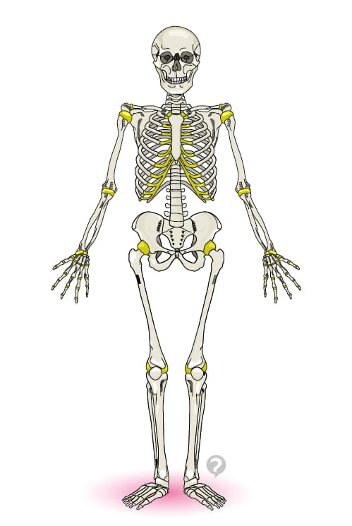 ¿Qué es el sistema óseo y cuáles son sus partes?