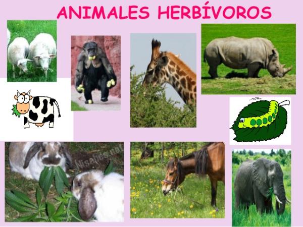 ¿Qué son los animales herbívoros ejemplos?