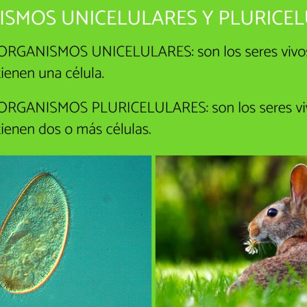 Definición de Pluricelular