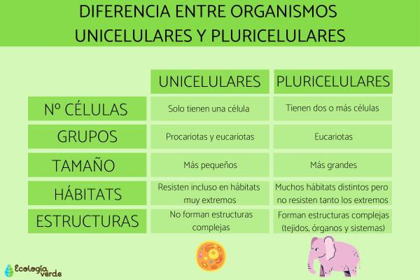¿Qué es un ser pluricelular y un ejemplo?