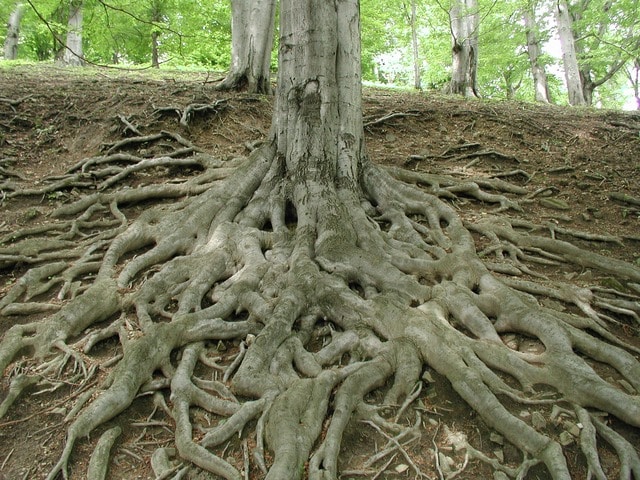 ¿Cuál es el concepto de la raíz?